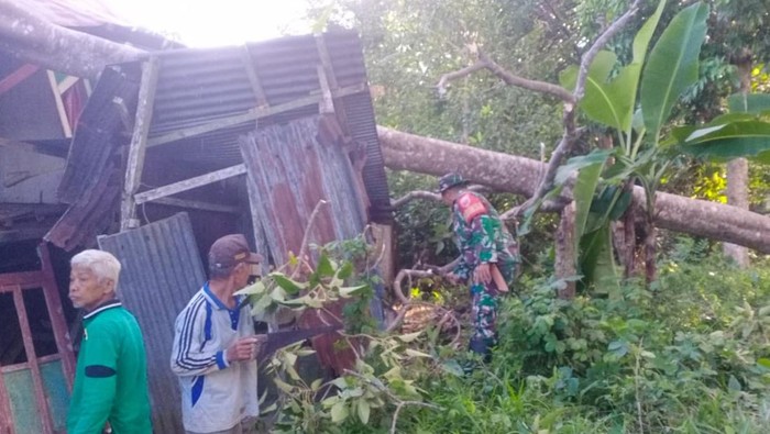 Sebuah pohon kemiri tumbang menimpa rumah warga bernama Mawanting (76) di Kabupaten Kepulauan Selayar, Sulawesi Selatan (Sulsel).