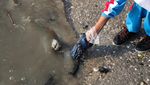 Pelajar Gotong-royong Bersihkan Sampah di Pantai Kenjeran Surabaya