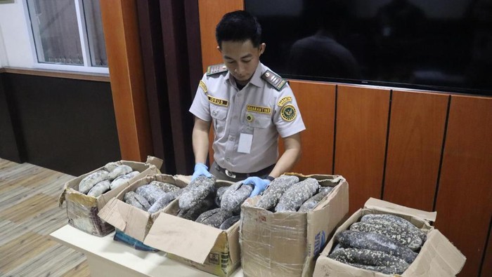 Balai Karantina Sulsel menggagalkan penyelundupan 61 Kg teripang susu.