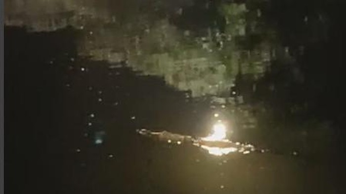 Buaya di sungai Kedungpeluk Sidoarjo