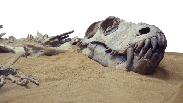 Fosil dinosaurus