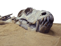 Hujan Lebat Ungkap Fosil Dinosaurus Tertua yang Tersembunyi Jutaan Tahun