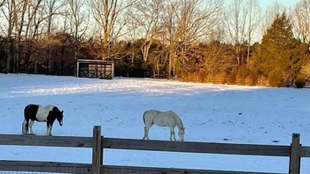 Kuda kecil terlihat seperti berjalan di atas pagar Foto: Brightside