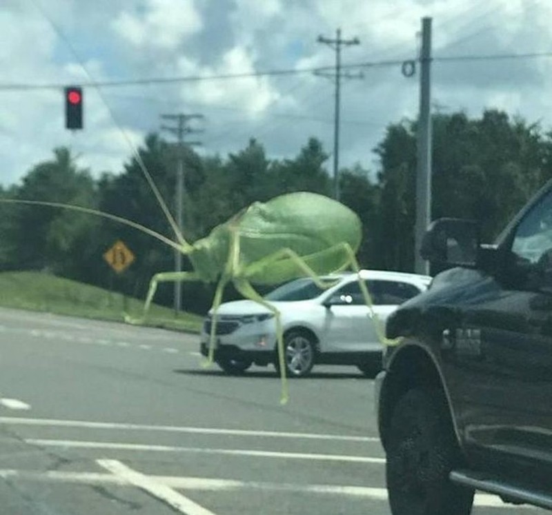 Lihat Dengan Teliti, Foto Ilusi Ini Bikin Mata Terkecoh