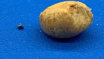 Sebuah sekrup iPhone di samping kacang yang terlihat seperti kentang. Foto: Brightside