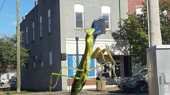 Belalang ini tampak seperti mencuri papan Domino. Foto: Brightside