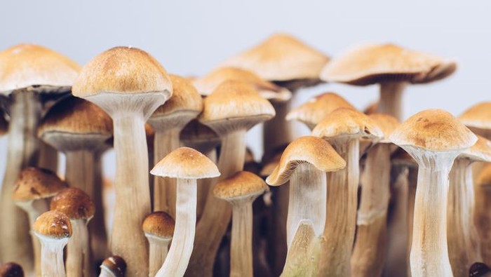 hallucinogenic mushrooms close-up growing group psychedelic legally golden teacher psilocybe cubensis