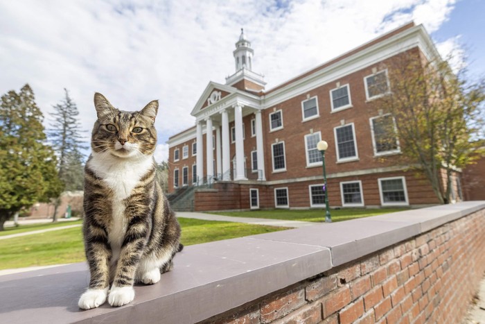 Max, kucing doktor di Vermont State University