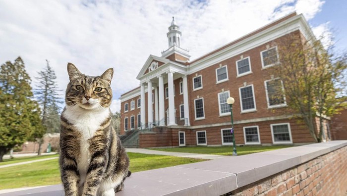 Max, kucing doktor di Vermont State University