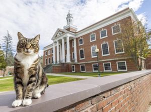 Max si Kucing yang Punya Gelar Doktor