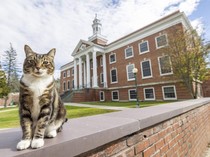 Perkenalkan Max, Kucing yang Dapat Gelar Doktor & Suka Jalan-jalan Bareng Calon Maba