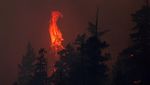 Penampakan Kebakaran Lalap Hutan di Kanada