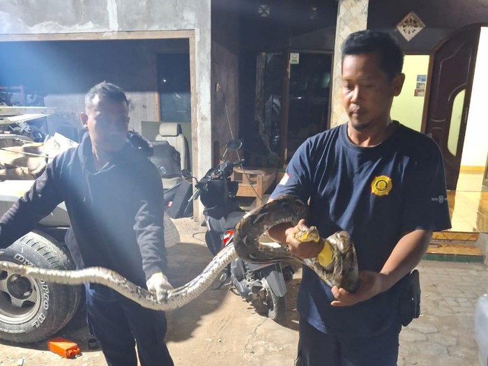 Petugas Damkar Gunungkidul saat mengevakuasi sebuah ular piton yang mendatangi pekarangan rumah milik Eko di Kalurahan Pacarejo, Kapanewon Semanu, Gunungkidul, Minggu (21/7/2024) malam.