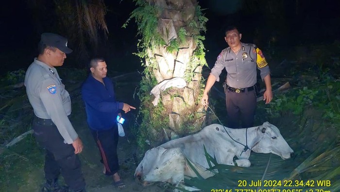 Sapi yang dicuri oleh dua pelaku yang merupakan satpam perkebunan di Simalungun (Dok. Polsek Serbelawan)