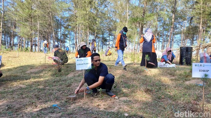 Warga Pacitan menanam pohon cemara udang untuk mitigas gempa dan tsunami