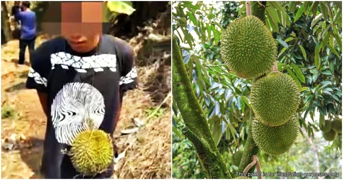 Anaknya Curi 3 Buah Durian, Ayah Ini Ganti Rugi Rp 34,6 Juta