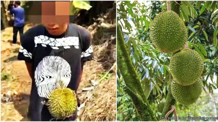 Anaknya Curi 3 Buah Durian, Ayah Ini Ganti Rugi Rp 34,6 Juta