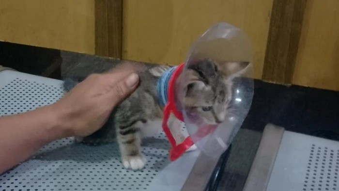 Damkar Sektor Ciracas evakuasi kepala kucing tersangkut di lubang galon (dok IG @humasjakfire)
