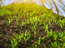 Apa Perbedaan Tanaman, Tumbuhan, Flora, dan Vegetasi? Ini Penjelasannya
