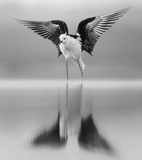 Jawara The 35 Photography Awards