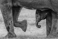Jawara The 35 Photography Awards