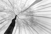 Jawara The 35 Photography Awards