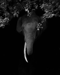 Jawara The 35 Photography Awards