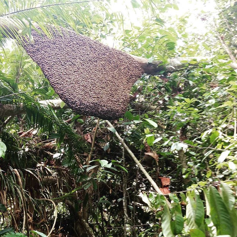 Madu Pelawan