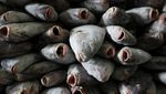 Mengintip Aktivitas Nelayan di Pelabuhan Nizam