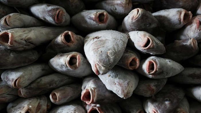 Sejumlah nelayan melakukan bongkat muat dan juga melakukan pembekuan ikan di gudang pendingin 1000 ton Muara Baru, Yuk intip aktivitas mereka.