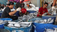 Ikan yang dipilah tersebut akan dimasukan ke gudang pendingin.