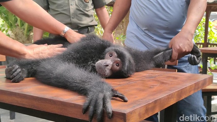 Momen Rio Si Siamang Sumatra saat dipijat sebelum dimasukkan ke dalam kandang evakuasi BKSDA Yogyakarta di Lendah, Kulon Progo, Senin (22/7/2024).