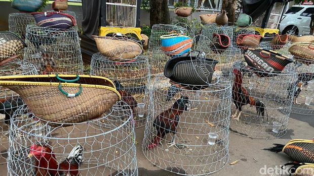 Penampakan ayam-ayam jago yang jadi pertaruhan di arena judi sabung ayam 'Legok Stadium' Bekasi.
