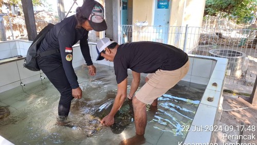 Penyu lekang terdampar di Pantai Yeh Kuning dirawat di KPP Kurma Asih, Desa Perancak, Jembrana, Bali, Senin (22/7/2024). (Dok. KPP Kurma Asih)