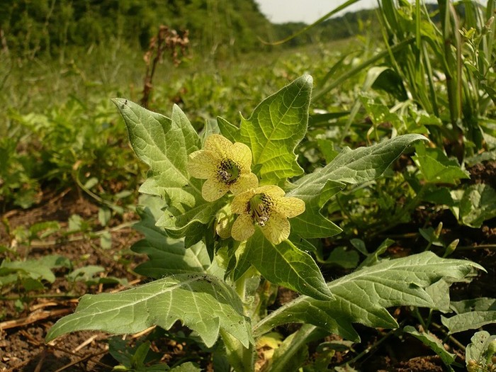 Tanaman henbane yang bunganya beracun.