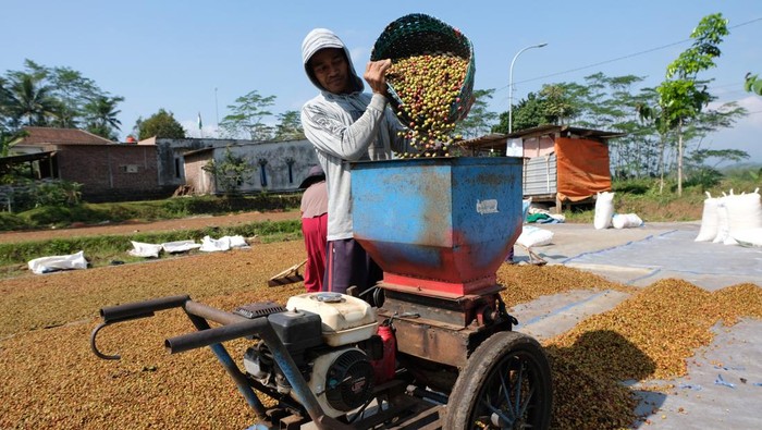 Pekerja menggiling biji kopi Robusta menggunakan mesin giling portabel di Desa Jambon, Gemawang, Temanggung, Jawa Tengah, Senin (22/7/2024). Saat panen raya kopi seperti saat ini jasa penggilingan kopi keliling bisa menggiling 6-8 ton biji kopi per hari dengan tarif Rp50 ribu per ton. ANTARA FOTO/Anis Efizudin/nym.