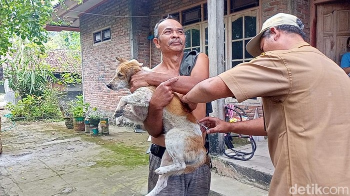 Vaksinasi emergency di Banjar Palungan Batu, Desa Batuagung, Kecamatan Jembrana, Kabupaten Jembrana, Senin (22/7/2024). (I Putu Adi Budiastrawan/detikBali).