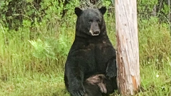 Beruang hitam yang tampak depresi di Highway 98 Florida, Amerika Serikat