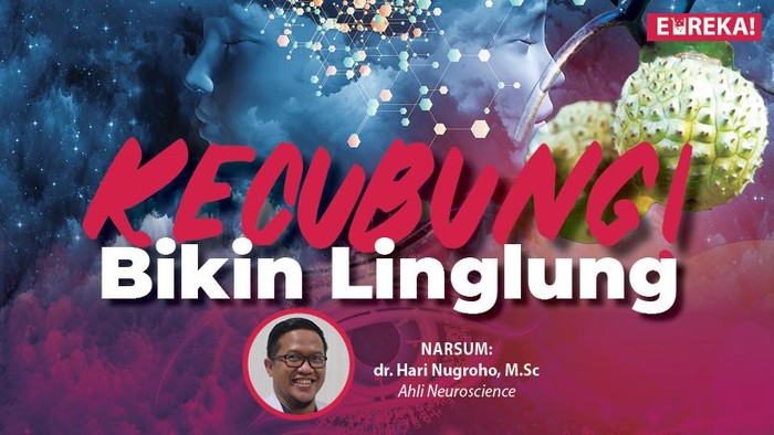 Eureka! Kecubung Bikin Linglung untuk Berita Reguler