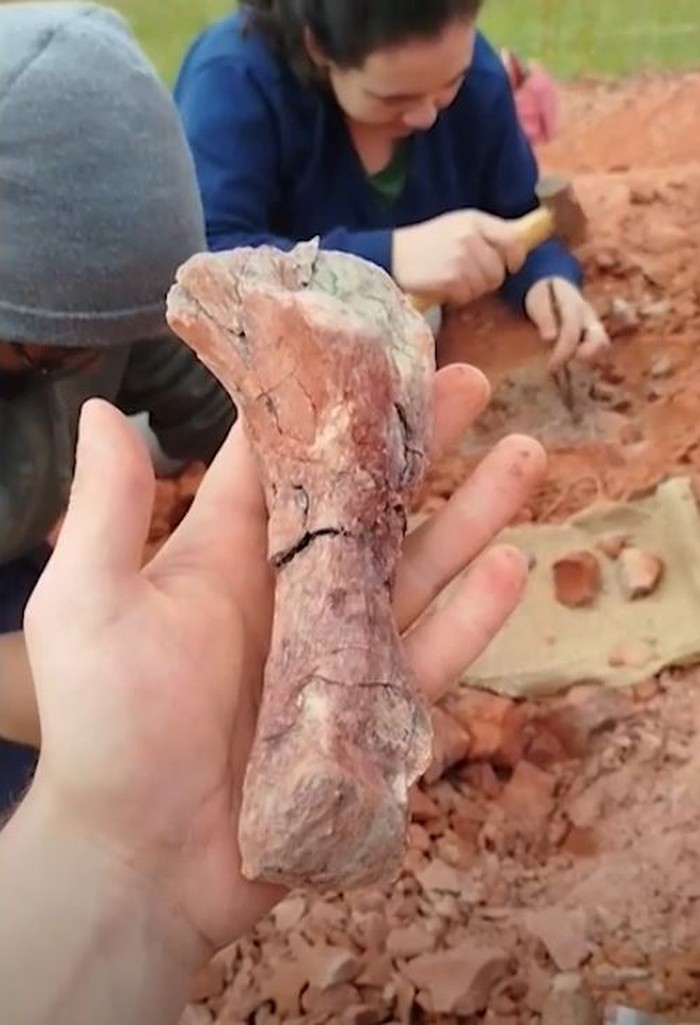 Fosil Dinosaurus