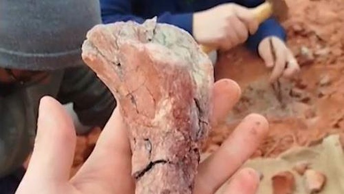 Fosil Dinosaurus Fosil Dinosaurus