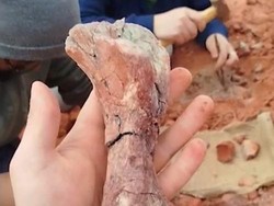 Peneliti Brasil Temukan Fosil Dinosaurus Berusia 233 Juta Tahun
