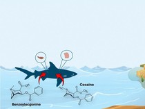 Gawat! Hiu-hiu di Lepas Pantai Brasil Positif Kokain, Apa Dampaknya?