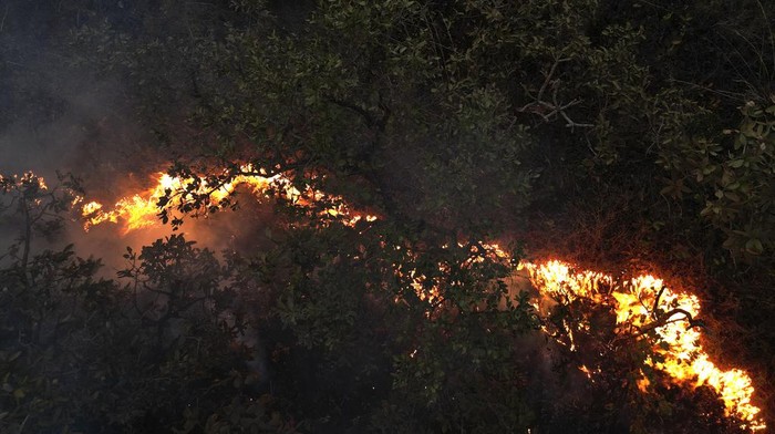 Kebakaran Landa Hutan Nasional Brasilia di Brasil Kebakaran melanda Hutan Nasional Brasilia di Brasil. Kebakaran ini terjadi di tengah musim kemarau.