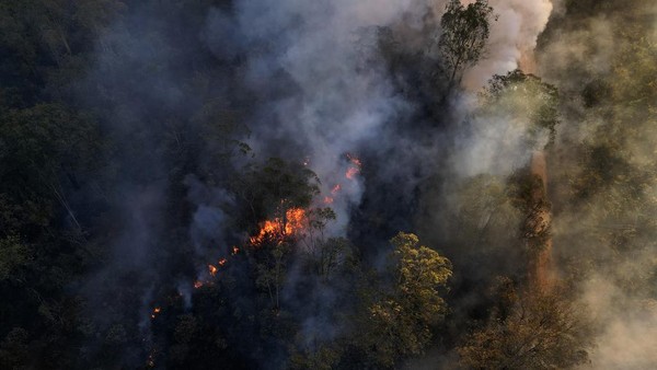 Kebakaran Landa Hutan Nasional Brasilia di Brasil