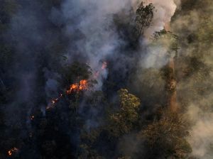 Kebakaran Landa Hutan Nasional Brasilia di Brasil