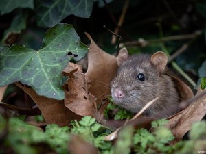 Paris Sambut Hangat Olimpiade, Tapi Tidak soal Tikus