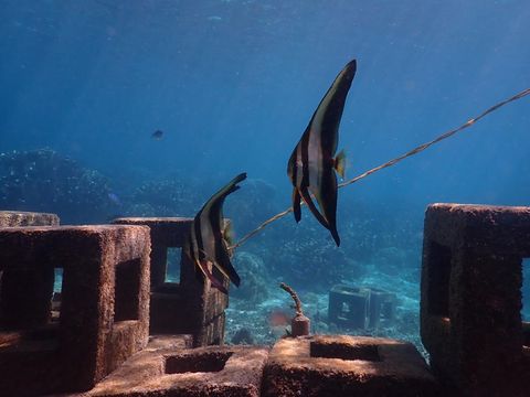 Harita Nickel juga memanfaatkan nickel slag untuk membuat artificial coral reef.