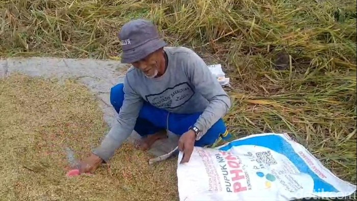 Petani Rajapolah Tasikmalaya saat panen padi.