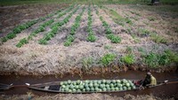 Berdasarkan data Kelompok Tani Rakat Mufakat Desa Baruh Jaya, Kabupaten Hulu Sungai Selatan merupakan salah satu penghasil buah semangka terbesar yang ditanam di atas lahan gambut dengan luas lahan tanam mencapai 4.000 hektare lebih.